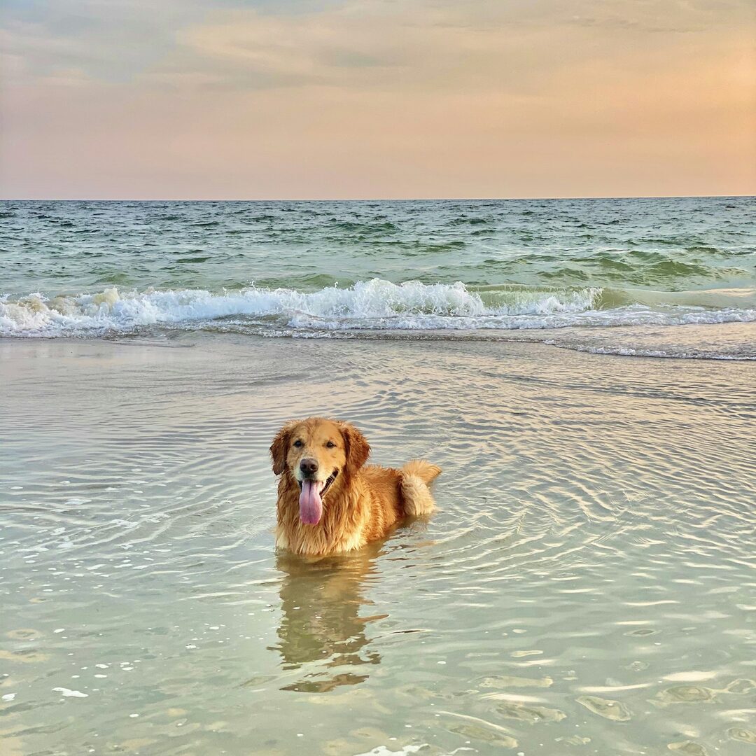 A golden retriever at the beach, posted with a false “AI info” label under the name